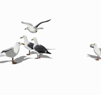 精品动物模型鸽子 (3)